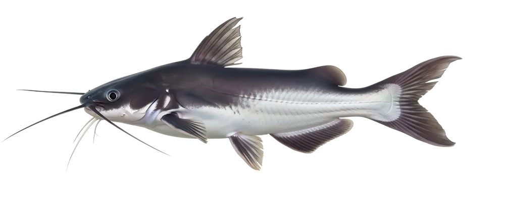 blue-catfish
